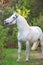 Portrait of white Percheron Draft Horse in  forest