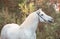 Portrait of white Percheron Draft Horse in  forest
