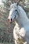 Portrait of white Percheron Draft Horse posing in  forest