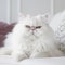Portrait of a white Persian cat lying on a sofa beside a window in a light room. Closeup face of a beautiful Persian cat at home.