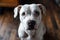 portrait of a white pitbull dog at home, top down view