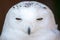 Portrait of white polar snowy owl