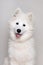 Portrait of white puppy dog Samoyed Laika breed. Close-up vertical shot