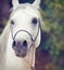 Portrait of white purebred arab.