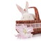 Portrait of a white rabbit in a basket with a lily flower.