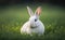 Portrait of a white rabbit in blurred green grass background in morning, generative AI