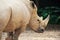 Portrait of a white rhinoceros