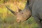 Portrait of a white rhinoceros