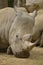 Portrait of white rhinoceros