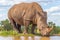 Portrait of a white rhinoceros Ceratotherium simum drinking water, Welgevonden Game Reserve, South Africa.