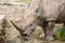 Portrait of a white rhinoceros eating