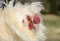 Portrait of white rooster