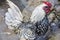 Portrait of a white rooster black white beautiful feathers