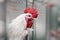 Portrait of the white rooster in a cage close-up. Cock in cages of industrial farm, farm birds, poultry farming and