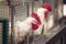 Portrait of the white rooster in a cage close-up. Hens in cages of industrial farm, farm birds, poultry farming and