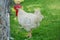 Portrait white rooster chickens