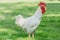 Portrait white rooster chickens