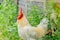 Portrait white rooster chickens on lawn in farm
