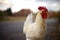 Portrait of a white rooster walk closeup in autumn rural street