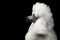 Portrait of White Royal Poodle Dog Isolated on Black Background