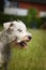 Portrait of white schnauzer miniature in agility park.