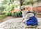 Portrait of white short hair Chihuahua dog wearing white and blue school uniform sitting on the table in the garden ,lookin at