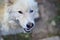 Portrait of the White Siberian Samoyed husky dog with heterochromia a phenomenon when the eyes have different colors in the day