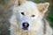 Portrait of the White Siberian Samoyed husky dog with heterochromia a phenomenon when the eyes have different colors in the day