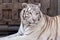 A portrait of a white siberian tiger lying in front of a closed wooden door in a zoo