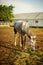 Portrait of a white spotted horse grazing in the corral, eating hay on a sunny summer day