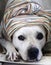 Portrait of white Staffordshire dog.