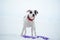 Portrait of white staffordshire terrier with toy posing at snowing gulf. winter