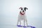 Portrait of white staffordshire terrier with toy posing at snowing gulf. winter