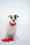Portrait of white staffordshire terrier with toy posing at snowing gulf. winter