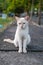 Portrait of white stray cat with beautiful bokeh