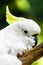 Portrait of white Sulphur-crested cockatoo resting on branch