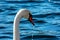 portrait of a white swan with blue water