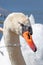 Portrait of a white swan with drops of water