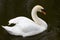 Portrait of a white Swan with an orange beak, close-up