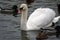 Portrait of a white swan on water