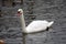 Portrait of a white swan on water