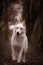 Portrait of white swiss shepherd dog, who is standing in deep forest