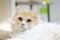 Portrait of a White and Tabby Colored Pure Bred Persian Cat