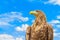 Portrait of white-tailed eagle