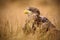 Portrait of White-tailed Eagle, Haliaeetus albicilla, sitting in the brown grass