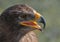 Portrait of a White-tailed Eagle with open beak