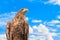 Portrait of white-tailed eagle or Orlan whitetail on a blue cloudy sky background