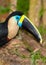 Portrait of a White-throated Toucan