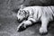 Portrait of a white tiger