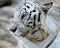 Portrait of a white tiger